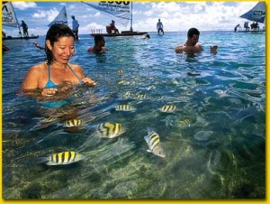 Peces de colores en Porto Galinhas